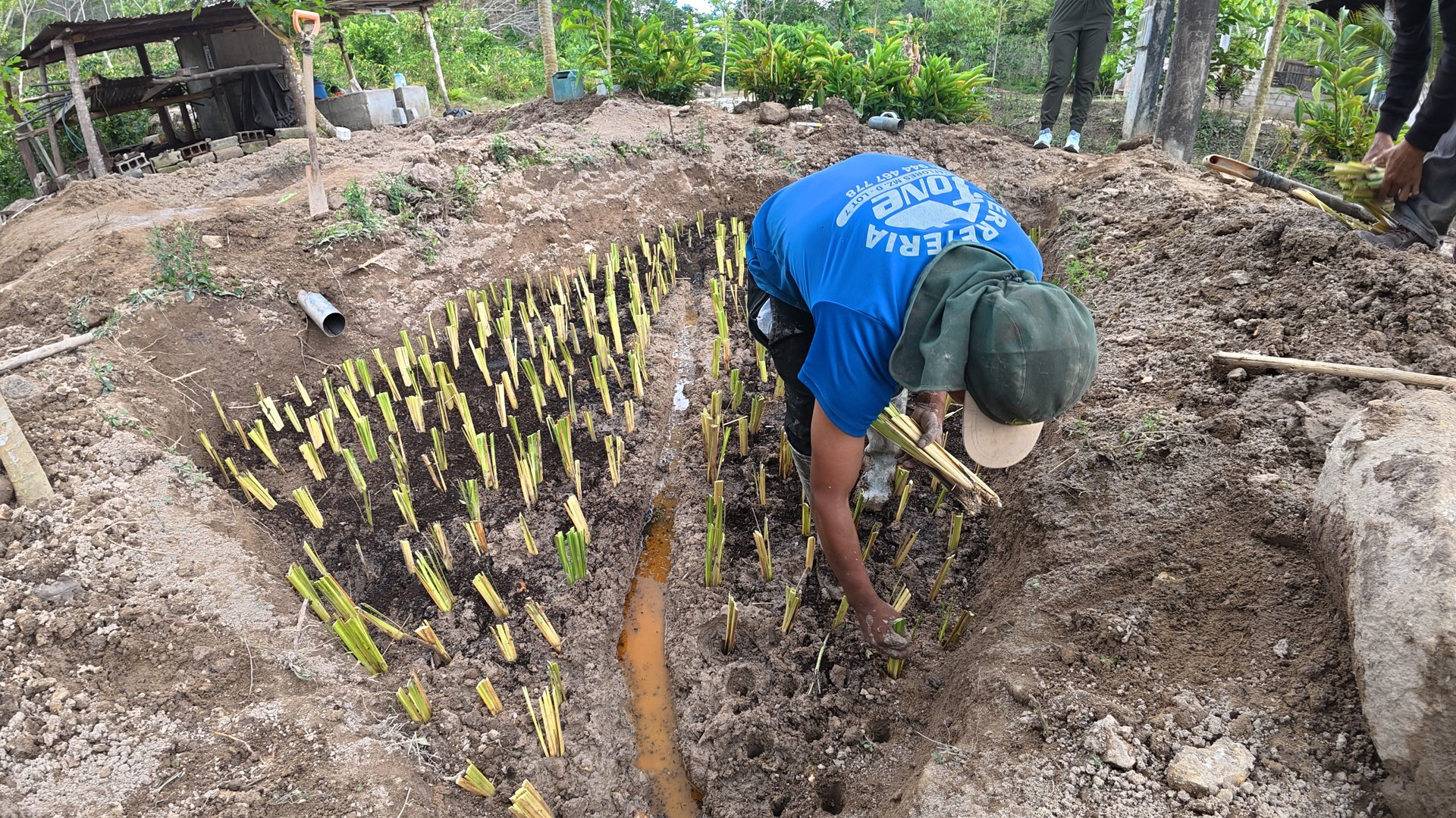 Vetiver creciendo dentro de la poza de tratamiento